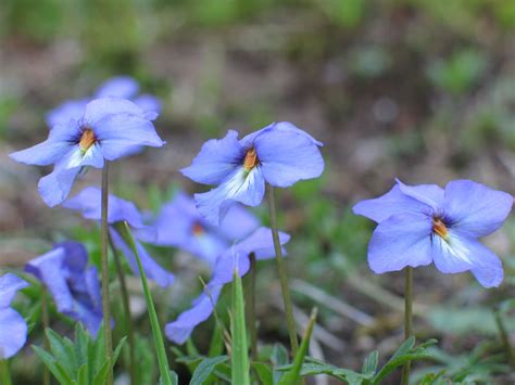 Climate Change Throws Shade on Forest Wildflowers | The Brink | Boston University