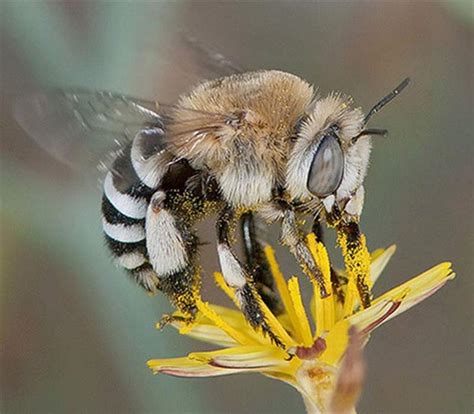 Factsheet - Amegilla bees