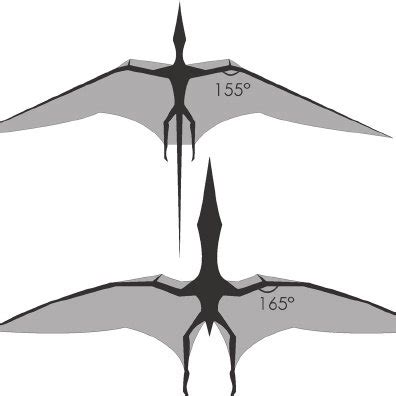 Pterosaur masses estimated in this study plotted against wingspan. | Download Scientific Diagram