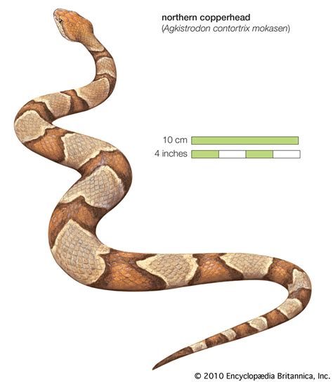 Copperhead | venomous, North America, habitats | Britannica