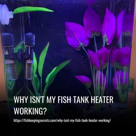 Why Isn't My Fish Tank Heater Working?