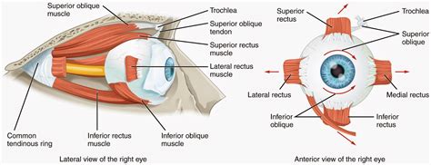 Human Eye Anatomy - Parts of the Eye and Structure of the Human Eye