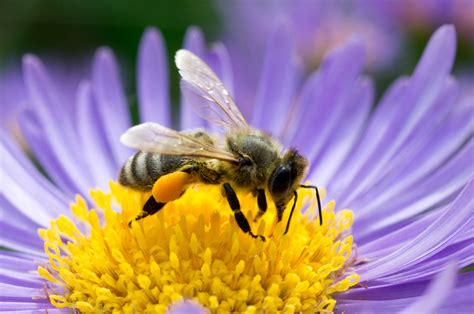 Honeybee Pollinating Flower - Garden & Greenhouse