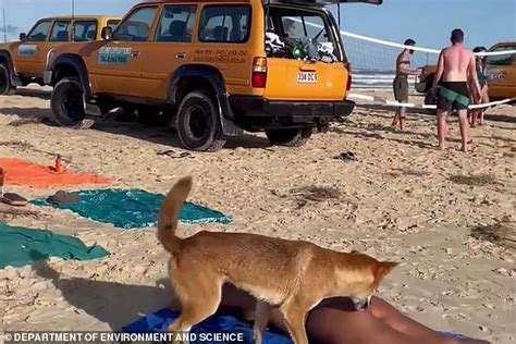 Full untold story of Dingo attack at Orchid Beach at K'gari/Fraser ...