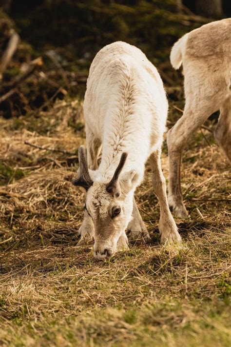 Reindeer in Their Natural Habitat Stock Image - Image of outdoors, creatures: 264849871