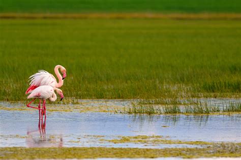 Colorful Bird Flamingo Nature Habitat Background Bird Greater Flamingo Phoenicopterus Roseus ...