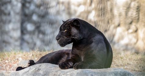 Black panther in South Jersey? Rumored big cat was just dog, police say ...