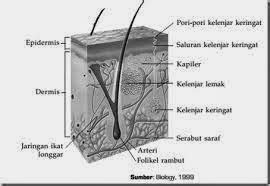 Proses Ekskresi Yang Terjadi Pada Kulit