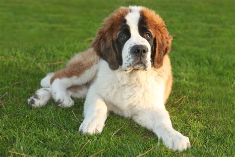 Saint Bernard Personality Traits & Facts | Great Pet Care