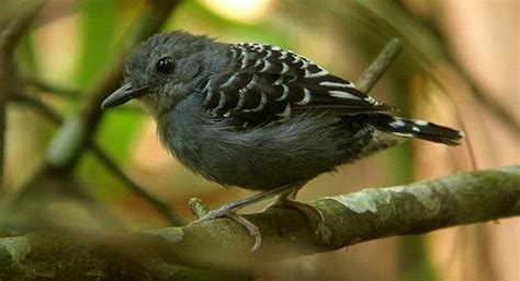 Xingu scale-backed antbird | Birds, Beautiful birds, Bird