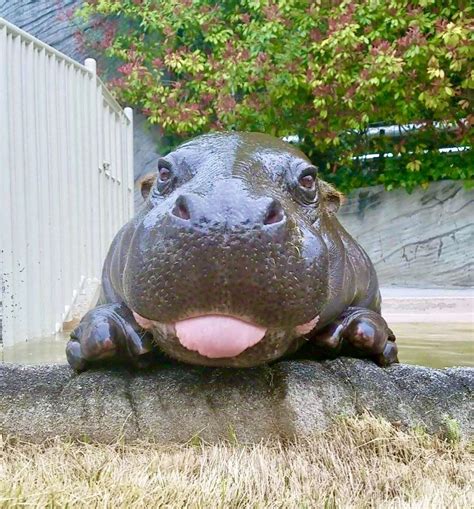 Koume-chan is a pygmy hippo,she is 12 years old！！She lives in Higashiyama Zoo and Botanical ...