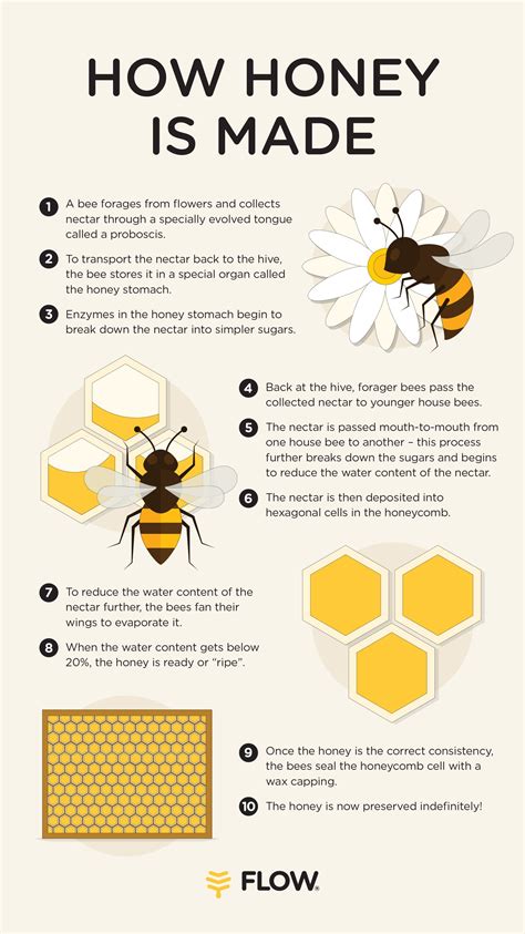 How do bees make honey? - Flow Hive AU