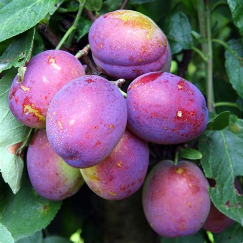 Jubilee Plum Tree | Buy Jubilee Plum Tree | Purchase Plum Fruit Trees