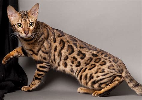 Bengal Cat - Breed Information