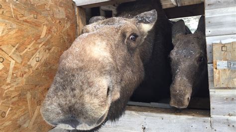 Cuteness Alert: The Maine Wildlife Park in Gray is closed for the season but Winter can still be ...