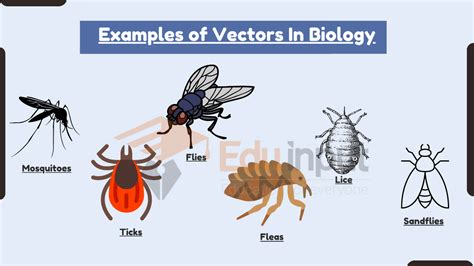 10 Examples of Vectors In Biology