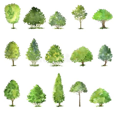 Vector Set of Trees Drawing by Watercolor Stock Vector - Illustration of botanical, color ...