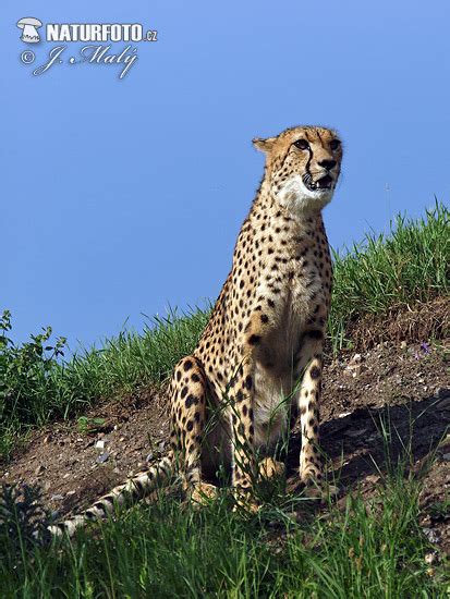 Acinonyx jubatus Pictures, Cheetah Images, Nature Wildlife Photos | NaturePhoto