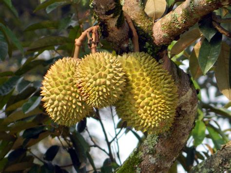 Durian Fruit