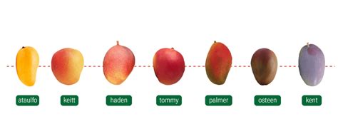 Mango: 7 varieties of a tropical global passion | Brazilian Farmers