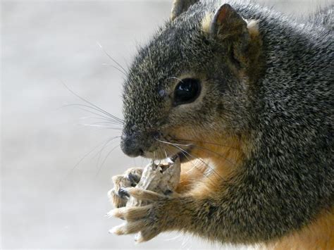 Squirrel Eating A Peanut Free Stock Photo - Public Domain Pictures