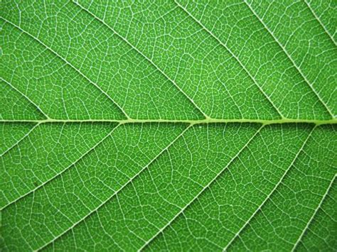 Leaves | Leaf texture, Photo texture, Leaf background