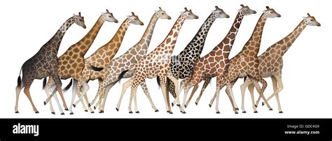 Giraffe Subspecies Stock Photo - Alamy