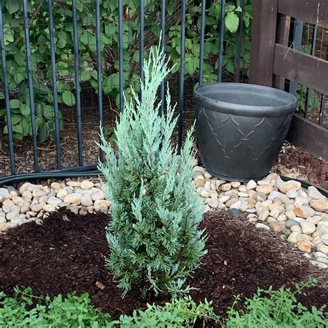 All About Moonglow Juniper Growth Rate: Slow Or Fast Grower?