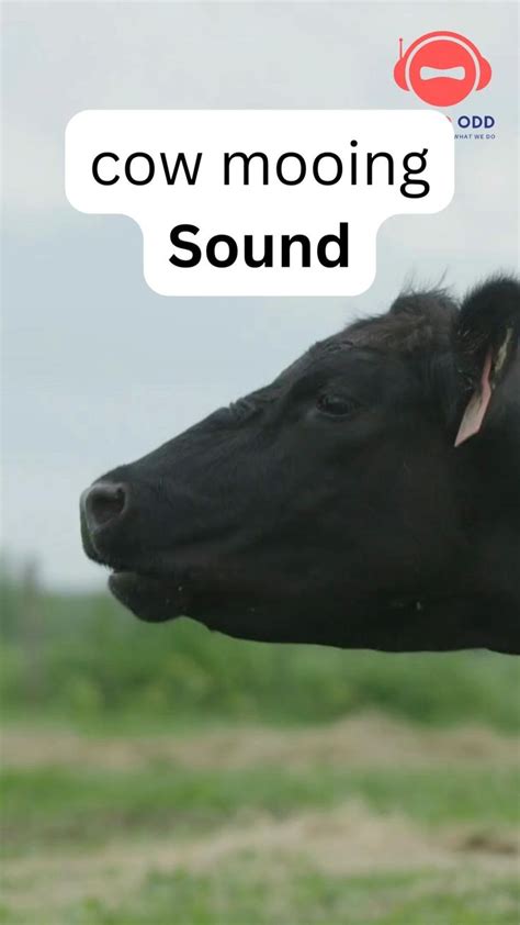 Cow Moo Sound | Sound Effects. [Video] in 2023 | Cow sound, Goat sound ...