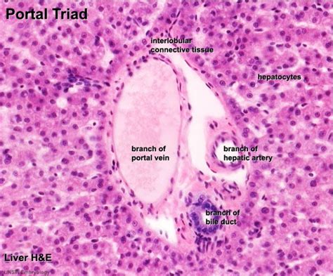 Gastrointestinal Tract - Liver Histology - Embryology