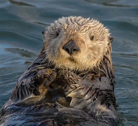 The Benefits of Having Sea Otters Among Us - Neatorama