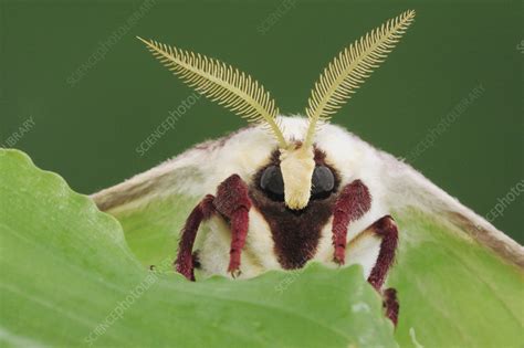 Luna Moth head with antennae - Stock Image - F023/1883 - Science Photo ...