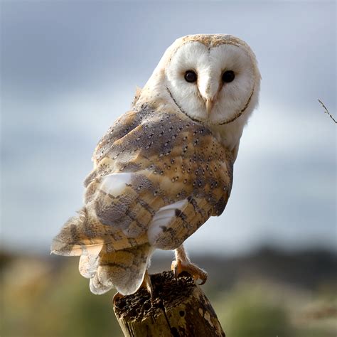 Adopt Charlie the Barn Owl - Hawk Conservancy Trust