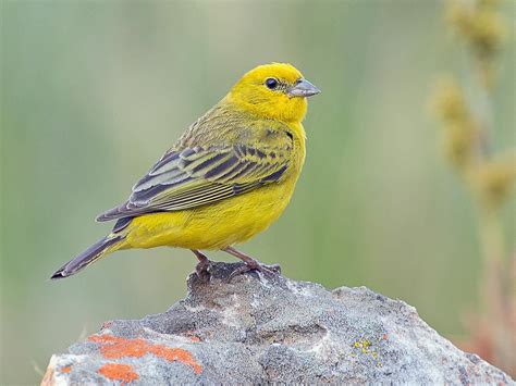 Finch Small Yellow Bird – A Comprehensive Guide - BIRD LOVER