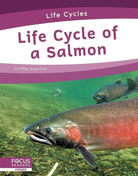 Sockeye Salmon Life Cycle