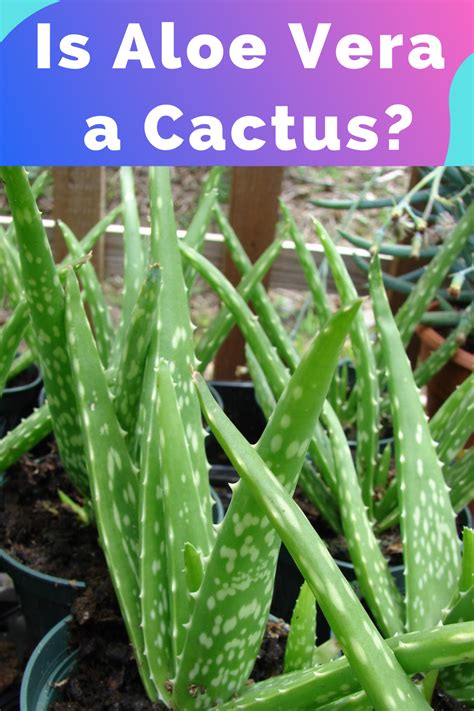 Is Aloe Vera a Cactus? | Aloe vera, Types of succulents, Succulents