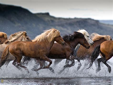 Icelandic Horse - gallop to discover