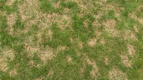 Brown Patch Lawn Disease: What Is It and How to Prevent It? | Creekside Turf Management