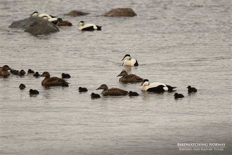 Birding in Southern Norway - birdwatchingnorway - birdwatchingnorway