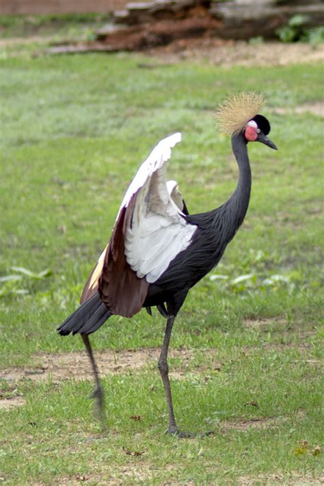 West African Crowned Crane - Potawatomi Zoo