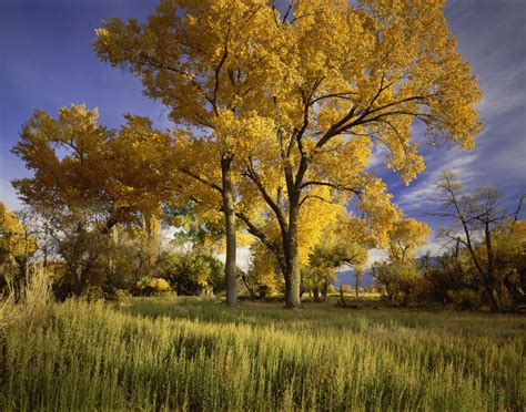 Ten Popular Poplar Trees