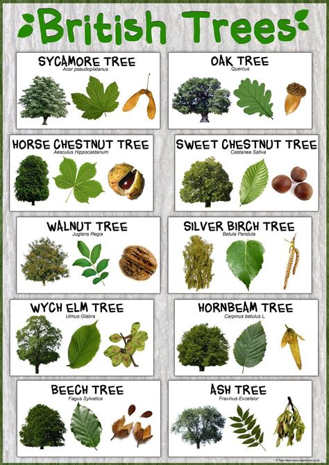 Printable Tree Identification Guide