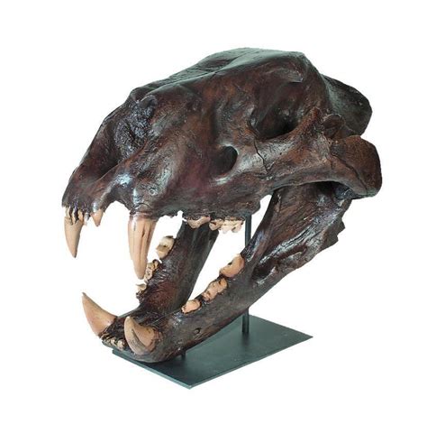 Replica American Lion Skull For Sale – Skulls Unlimited International, Inc.