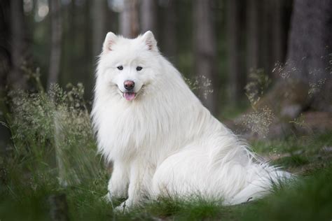 20 of the Cutest White Dog Breeds | Reader's Digest