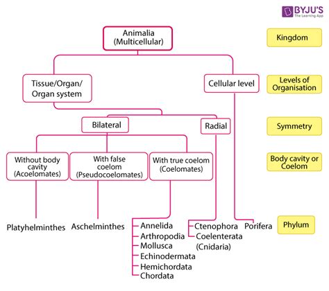 Zoology Animal Classification