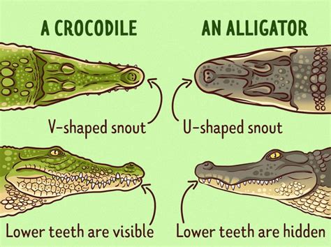 Caiman Alligator Crocodile Difference