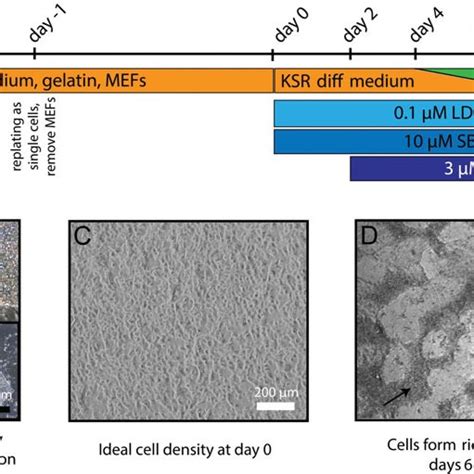 Neural crest (NC) differentiation. (A) Timeline of differentiation from ...