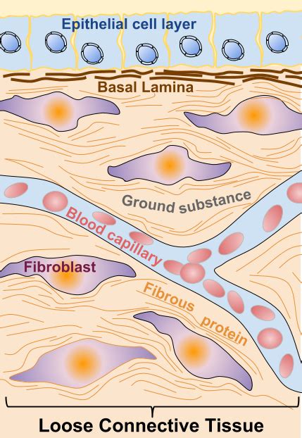 Basal And Reticular Lamina