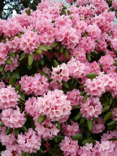 Flowering Pink Azalea Bush Free Stock Photo - Public Domain Pictures