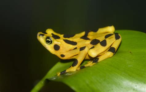 Endangered Amphibians - C.S.W.D